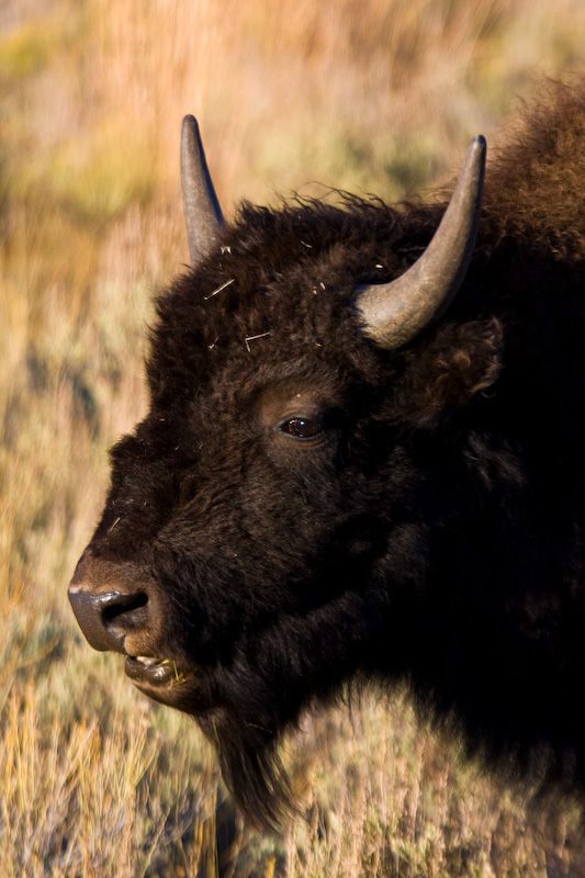 Bison Taking Dust Bath